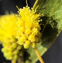 Acacia verniciflua (Varnish Wattle) at Crowther, NSW - 4 Sep 2025 by Frecko