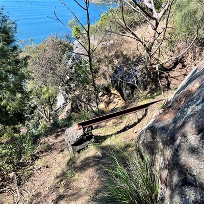 Unverified Plant at Ku-Ring-Gai Chase, NSW - 24 Aug 2025 by JimL