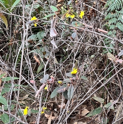 Hibbertia sp. at  - suppressed by JimL