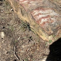 Unverified Plant at Ku-Ring-Gai Chase, NSW - 24 Aug 2025 by JimL