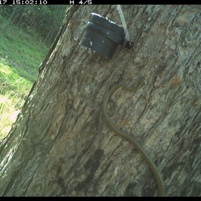 Dendrelaphis punctulatus (Green Tree Snake) at The Whiteman, NSW - 17 Oct 2024 by geoffcrispin