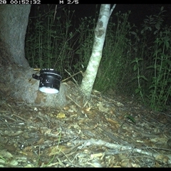 Tachyglossus aculeatus (Short-beaked Echidna) at The Whiteman, NSW - 28 Nov 2024 by geoffcrispin