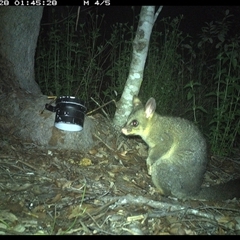 Trichosurus vulpecula (Common Brushtail Possum) at The Whiteman, NSW - 28 Nov 2024 by geoffcrispin