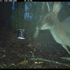 Notamacropus rufogriseus (Red-necked Wallaby) at The Whiteman, NSW - 1 Dec 2024 by geoffcrispin