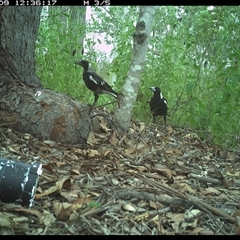 Gymnorhina tibicen (Australian Magpie) at The Whiteman, NSW - 9 Dec 2024 by geoffcrispin