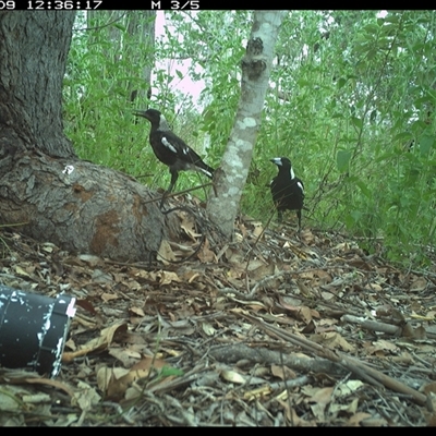 Gymnorhina tibicen (Australian Magpie) at The Whiteman, NSW - 9 Dec 2024 by geoffcrispin