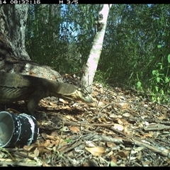 Varanus varius (Lace Monitor) at The Whiteman, NSW - 14 Dec 2024 by geoffcrispin