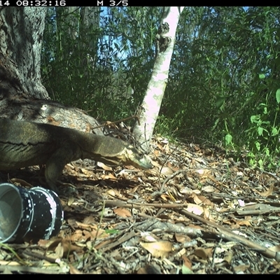 Varanus varius (Lace Monitor) at The Whiteman, NSW - 14 Dec 2024 by geoffcrispin