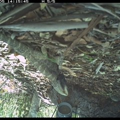Pogona barbata (Eastern Bearded Dragon) at The Whiteman, NSW - 5 Jan 2025 by geoffcrispin