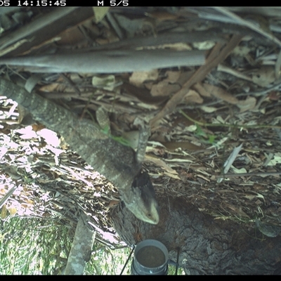 Pogona barbata (Eastern Bearded Dragon) at The Whiteman, NSW - 5 Jan 2025 by geoffcrispin