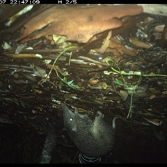 Isoodon macrourus (Northern Brown Bandicoot) at The Whiteman, NSW - 7 Jan 2025 by geoffcrispin