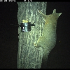 Trichosurus vulpecula (Common Brushtail Possum) at The Whiteman, NSW - 26 Oct 2024 by geoffcrispin