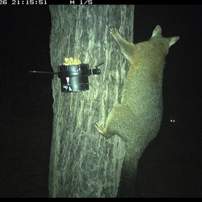 Trichosurus vulpecula (Common Brushtail Possum) at The Whiteman, NSW - 26 Oct 2024 by geoffcrispin