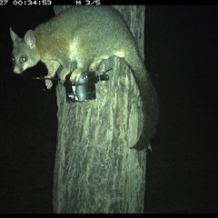 Trichosurus vulpecula (Common Brushtail Possum) at The Whiteman, NSW - 27 Oct 2024 by geoffcrispin