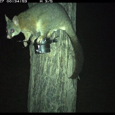 Trichosurus vulpecula (Common Brushtail Possum) at The Whiteman, NSW - 27 Oct 2024 by geoffcrispin
