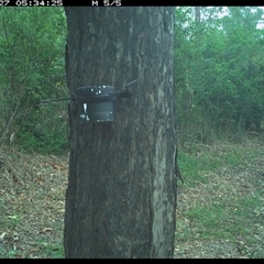 Notamacropus rufogriseus (Red-necked Wallaby) at The Whiteman, NSW - 27 Oct 2024 by geoffcrispin