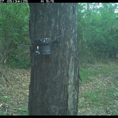 Notamacropus rufogriseus (Red-necked Wallaby) at The Whiteman, NSW - 27 Oct 2024 by geoffcrispin