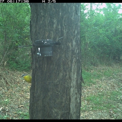 Eopsaltria australis (Eastern Yellow Robin) at The Whiteman, NSW - 27 Oct 2024 by geoffcrispin