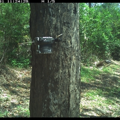 Rhipidura albiscapa (Grey Fantail) at The Whiteman, NSW - 31 Oct 2024 by geoffcrispin