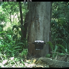 Varanus varius (Lace Monitor) at The Whiteman, NSW - 26 Nov 2024 by geoffcrispin