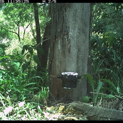 Varanus varius (Lace Monitor) at The Whiteman, NSW - 26 Nov 2024 by geoffcrispin