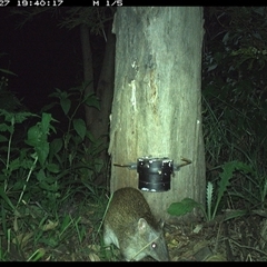 Isoodon macrourus (Northern Brown Bandicoot) at The Whiteman, NSW - 27 Nov 2024 by geoffcrispin