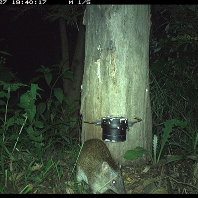 Isoodon macrourus (Northern Brown Bandicoot) at The Whiteman, NSW - 27 Nov 2024 by geoffcrispin