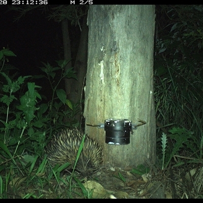 Tachyglossus aculeatus (Short-beaked Echidna) at The Whiteman, NSW - 28 Nov 2024 by geoffcrispin