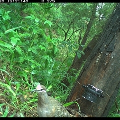 Phaps chalcoptera (Common Bronzewing) at The Whiteman, NSW - 30 Nov 2024 by geoffcrispin