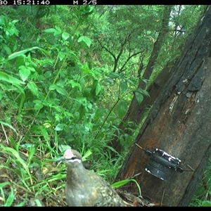 Phaps chalcoptera (Common Bronzewing) at The Whiteman, NSW - 30 Nov 2024 by geoffcrispin