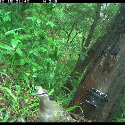 Phaps chalcoptera (Common Bronzewing) at The Whiteman, NSW - 30 Nov 2024 by geoffcrispin