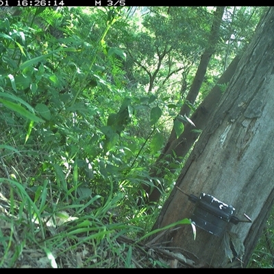 Intellagama lesueurii (Australian Water Dragon) at The Whiteman, NSW - 1 Dec 2024 by geoffcrispin