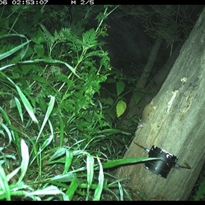 Antechinus flavipes (Yellow-footed Antechinus) at The Whiteman, NSW - 6 Dec 2024 by geoffcrispin