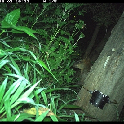 Wallabia bicolor (Swamp Wallaby) at The Whiteman, NSW - 15 Dec 2024 by geoffcrispin
