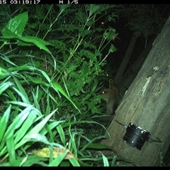 Wallabia bicolor at The Whiteman, NSW - 15 Dec 2024 03:19 AM