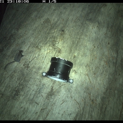 Acrobates pygmaeus (Feathertail Glider) at Kungala, NSW - 21 Oct 2024 by donnanchris