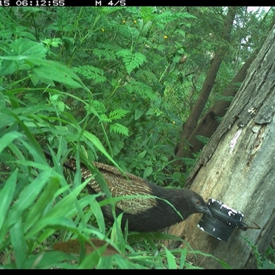 Centropus phasianinus (Pheasant Coucal) at The Whiteman, NSW - 15 Dec 2024 by geoffcrispin