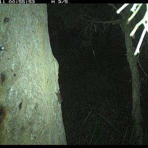 Antechinus stuartii (Brown Antechinus) at Kungala, NSW - 11 Dec 2024 by donnanchris