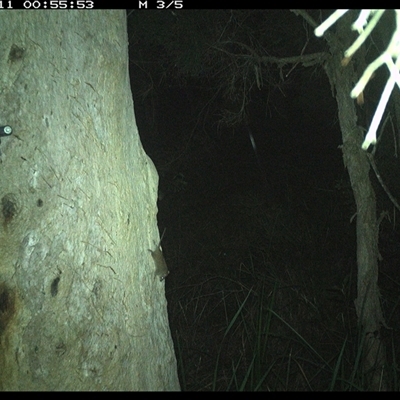 Antechinus stuartii (Brown Antechinus) at Kungala, NSW - 11 Dec 2024 by donnanchris