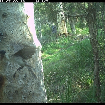 Philemon corniculatus (Noisy Friarbird) at Kungala, NSW - 11 Dec 2024 by donnanchris