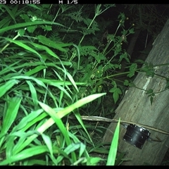 Rattus fuscipes (Bush Rat) at The Whiteman, NSW - 23 Dec 2024 by geoffcrispin