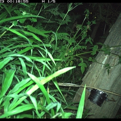 Rattus fuscipes (Bush Rat) at The Whiteman, NSW - 23 Dec 2024 by geoffcrispin