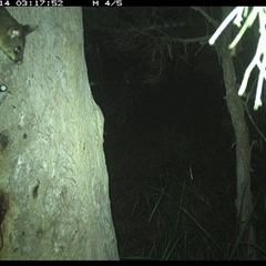 Trichosurus vulpecula (Common Brushtail Possum) at Kungala, NSW - 14 Dec 2024 by donnanchris