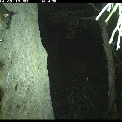 Trichosurus vulpecula (Common Brushtail Possum) at Kungala, NSW - 14 Dec 2024 by donnanchris