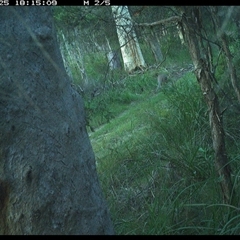 Notamacropus rufogriseus (Red-necked Wallaby) at Kungala, NSW - 25 Dec 2024 by donnanchris
