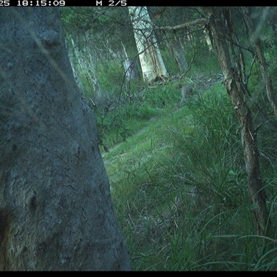 Notamacropus rufogriseus (Red-necked Wallaby) at Kungala, NSW - 25 Dec 2024 by donnanchris
