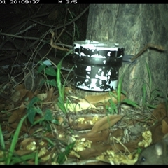 Rattus rattus at The Whiteman, NSW - 1 Jan 2025 by geoffcrispin