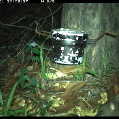 Rattus rattus at The Whiteman, NSW - 1 Jan 2025 by geoffcrispin