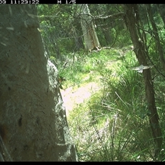 Rhipidura albiscapa (Grey Fantail) at Kungala, NSW - 3 Jan 2025 by donnanchris