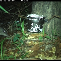Perameles nasuta (Long-nosed Bandicoot) at The Whiteman, NSW - 5 Jan 2025 by geoffcrispin